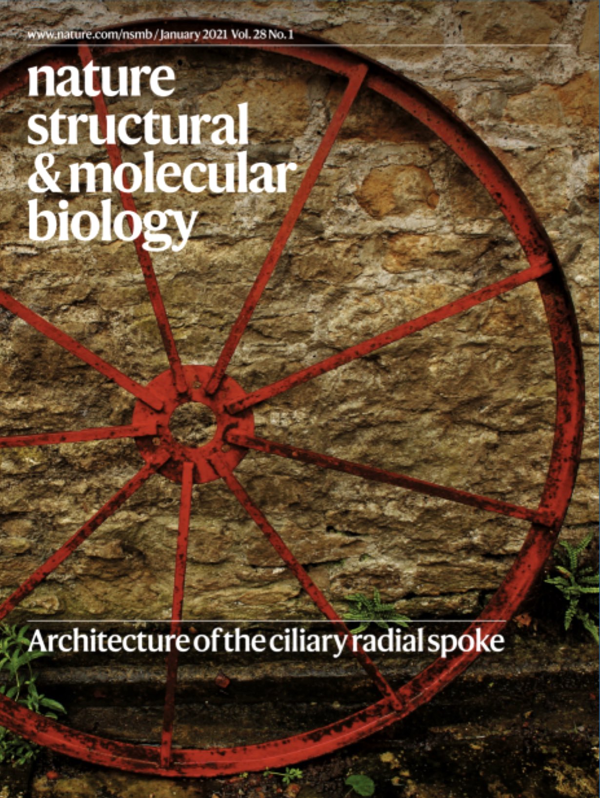 Muldyr Rosefarve Vær sød at lade være NatureStructMolBiol on Twitter: "Work on the ciliary radial spoke is  featured on the January cover of NSMB. Check out the full issue here:  https://t.co/3AEotEhSh5 https://t.co/GceYxrsclc" / Twitter