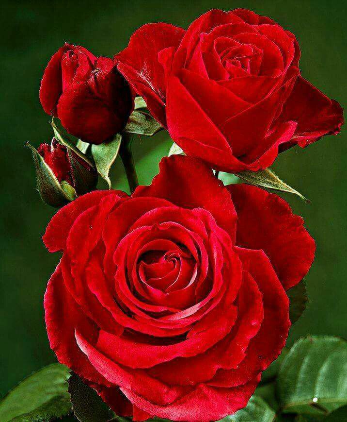  Happy birthday to you, Rush Limbaugh! I love you! You re amazing! 
