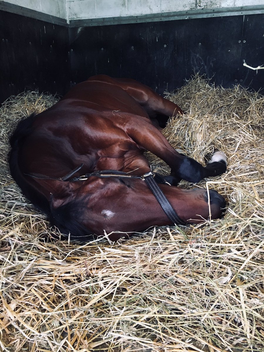 ClothesHorse39's tweet photo. @SienaFarmKY Mitzy-Lou! Congrats! I groomed her at Woodbine, I know she’ll be a good mom..Lol #PeppermintPrincess 🍬 #Spoiled https://t.co/0a8o5fnN43