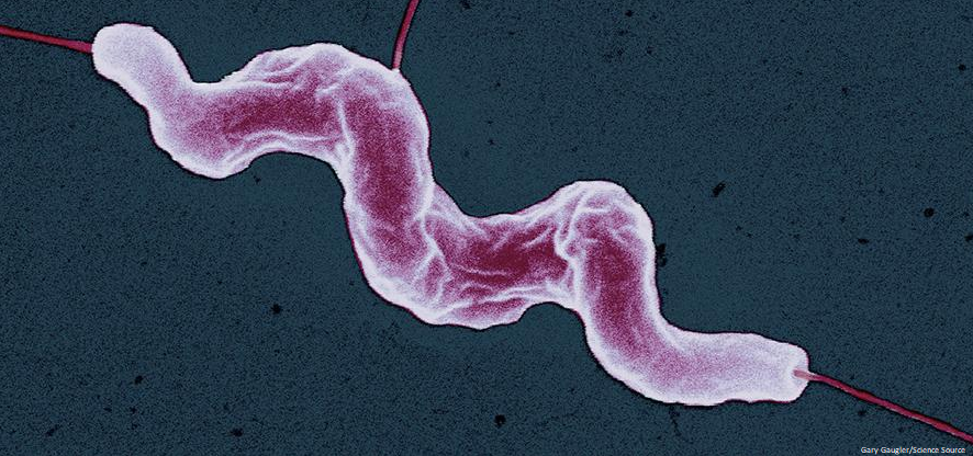 scisignal's tweet photo. Researchers show the Tlp10 chemoreceptor contains a bimodal binding domain that allows #Cjejuni to adapt to and colonize hosts and identify similar domains in other pathogenic and nonpathogenic bacteria. @Belgamoudi @GlycoGriffith #HostMicrobeInteractions https://t.co/wHLyfoobfz https://t.co/rVg4RunTPP
