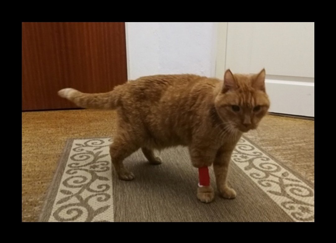 Animals are special!

Today a beloved companion friend of mine died.  He was by my side for 17 years.

Rest in peace my loyal, beloved friend ... Garfield
#RIP

m.facebook.com/story.php?stor…