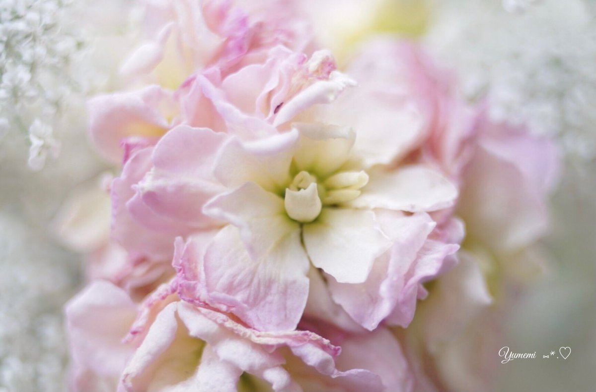 夢美 ストック 花言葉 ピンク ふくよかな愛情