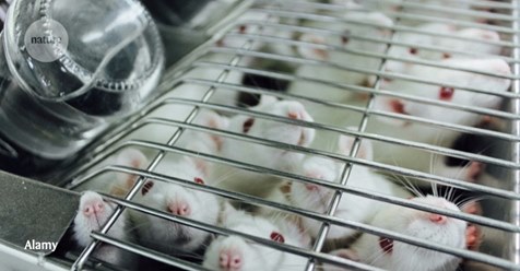 CaraSantaMaria's tweet photo. Brain maps show how empathetic mice feel each other's pain. 🧠🐭

#MouseStudy #Empathy #Pain #Neuroscience #NeuralPatterns

https://t.co/pN3ksLvoXU https://t.co/fm9s3nk3gB