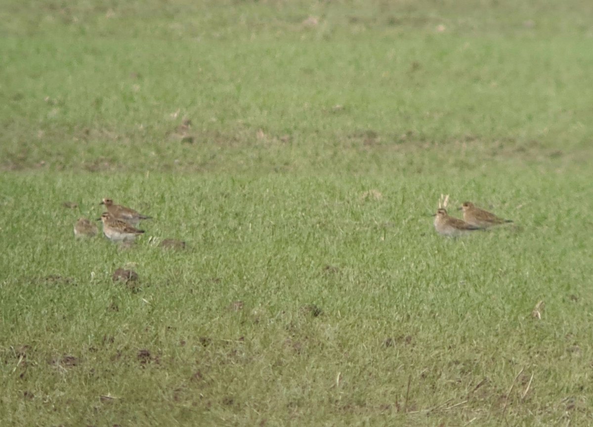 AlexHJ25's tweet photo. When the local farm field blows your mind! Nice to see outside the usual pheasants! #Patchbirding #LockdownListing https://t.co/2Kr1oXH0FS