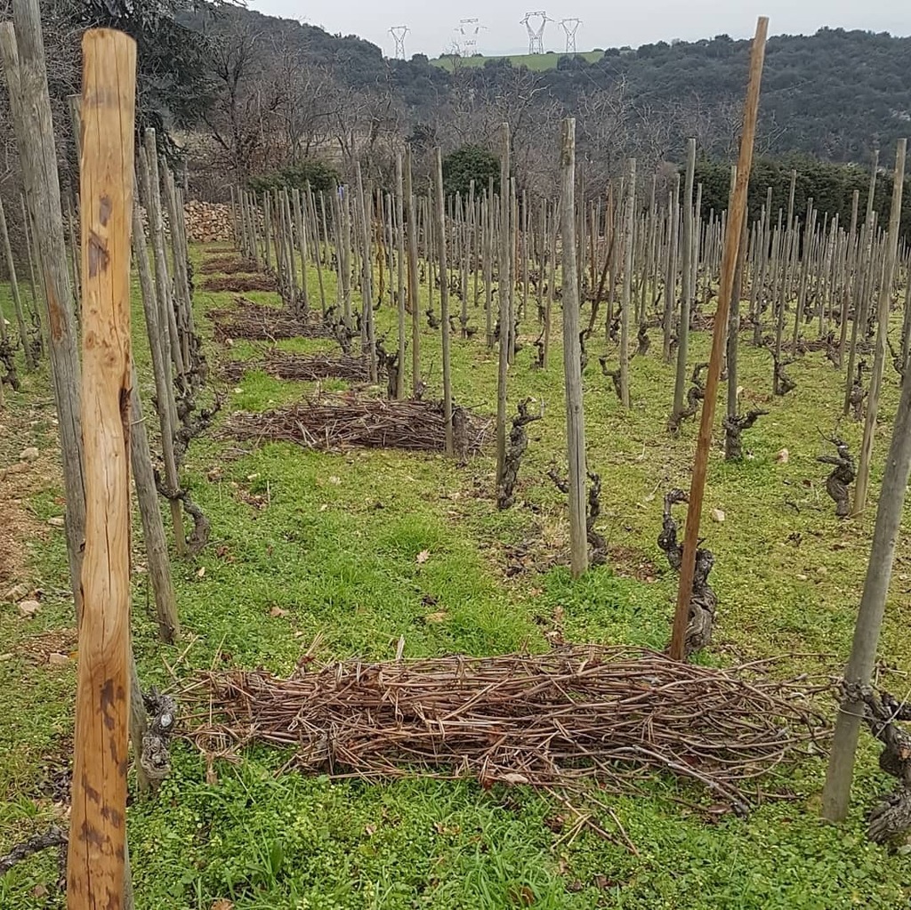 Fagots rhodaniens 
#taille #vigne #echalas #sarments  #rhonevalleywines #rhonevalley #rhonewines #redwine #redwine🍷 #coupé #pruning #cutting #guyot #gobelet #cordonderoyat #vinrouge #bio #nature #vineyards #vinbiologique #vinnaturel #organic  #ardech… instagr.am/p/CJ9I0k8rSO7/
