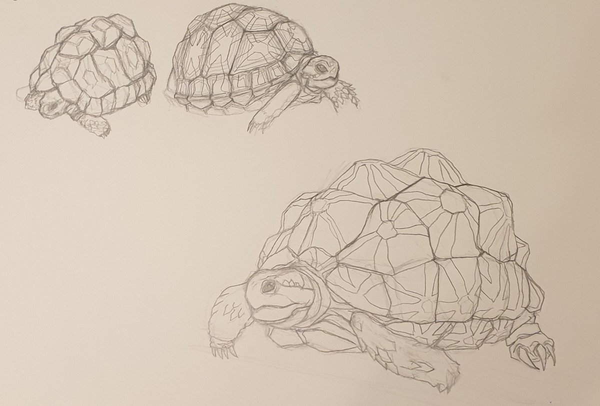 _vishariya's tweet photo. can i offer some #tortoise studies in these trying times
this is an indian star tortoise that i'm gonna turn into a video game 'boss' 
#pencil #study https://t.co/AxGICjfNRs