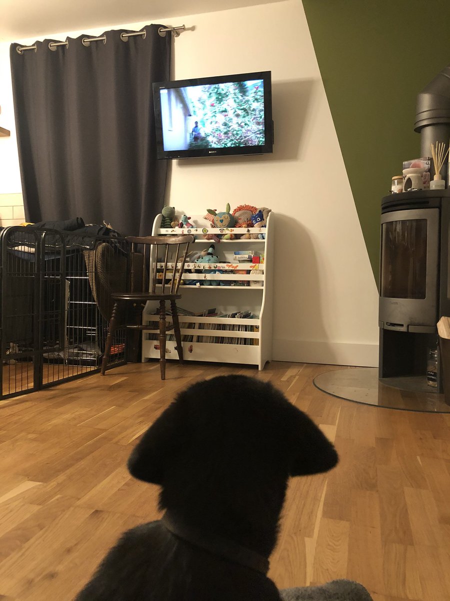 alexbydesign's tweet photo. Well the new series of  @deathinparadise has got 12wk old black lab @guidedogs Kelly’s attention 😆 photo shows the back of Kelly’s head looking at the tv on the wall with her ears perked forward, also in the shot is her pen, a bookshelf and wood burner https://t.co/FRdaoqhUZB