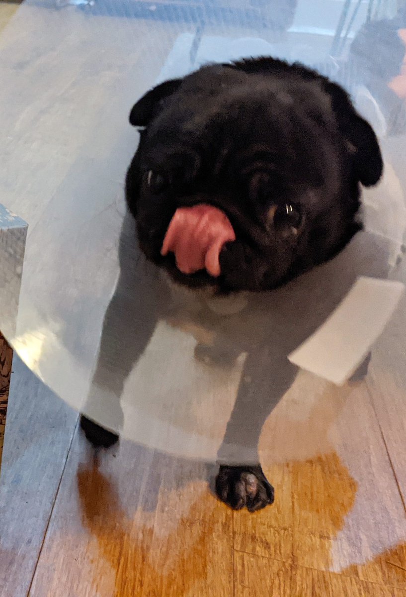 That's it this week! Hope it's useful. Sending luck & love, look after each other & stay safe.If you enjoy  #OpportunityTuesday please share to help reach folk who need it most. I started it to try to level the playing field a bit, every little helps P.S. the animals say 