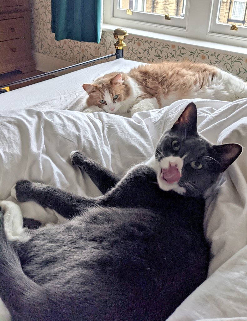 That's it this week! Hope it's useful. Sending luck & love, look after each other & stay safe.If you enjoy  #OpportunityTuesday please share to help reach folk who need it most. I started it to try to level the playing field a bit, every little helps P.S. the animals say 