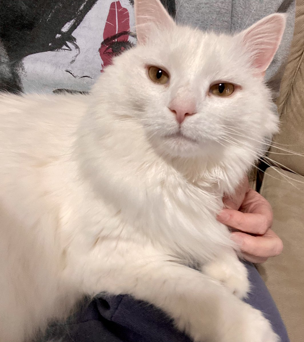 MindyD1013's tweet photo. The look when Mom scratches your ear just right, followed closely by the look when Mom stops. 🤣 #rottencat https://t.co/27VFEEDhJ0