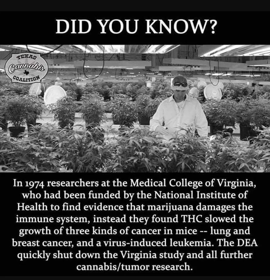 cannaworldsite's tweet image. Almost 50 years have passed, nothing has changed

#Douchebags and #Hypocrites 

The "Virginia Study"

drugpolicycentral.com/bot/pg/cancer/…