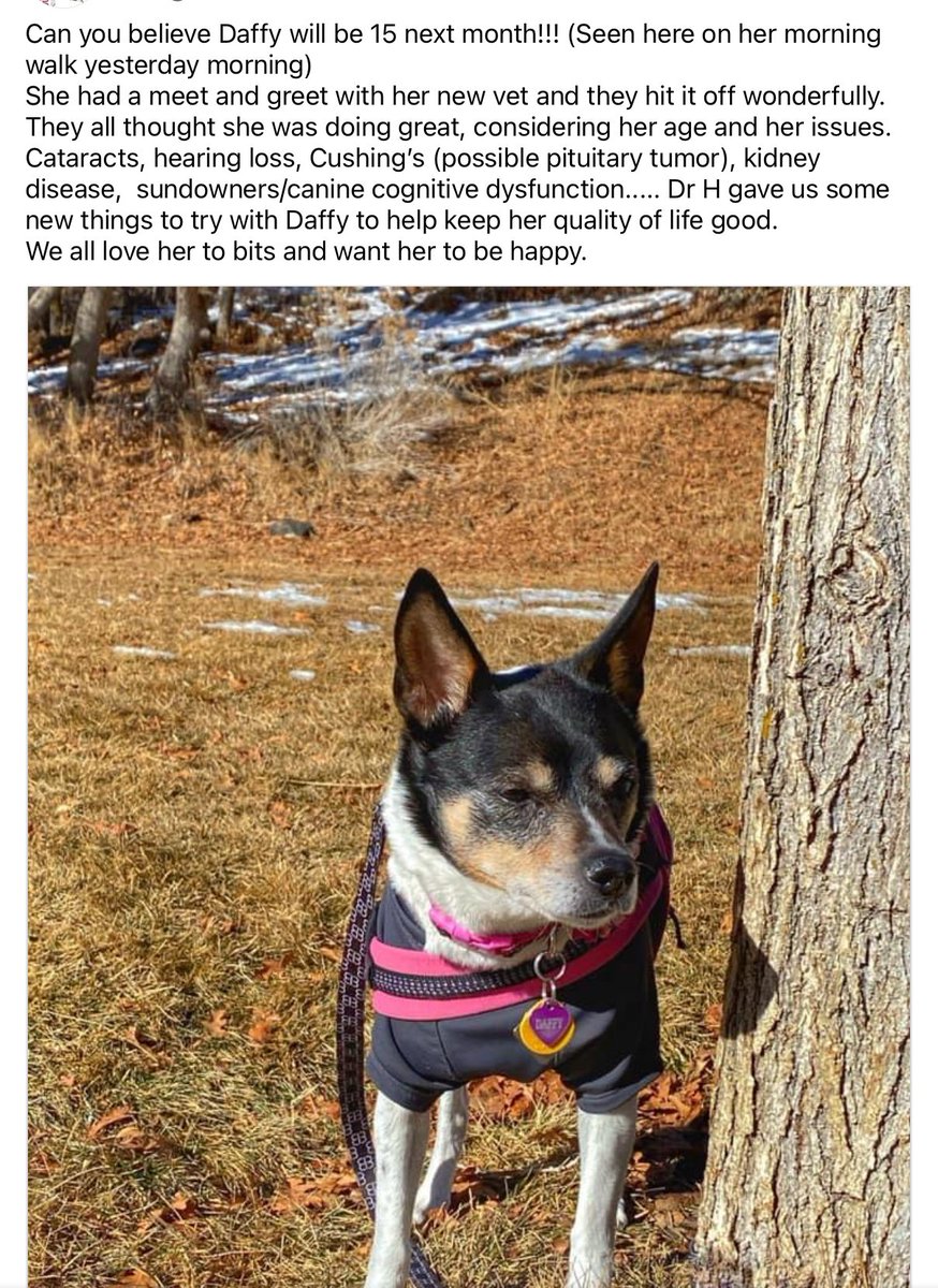 Daffy update, met her new vet!
<a href="/NoCrybabyDoGs/">daffy ❤️TSK 4ever</a>