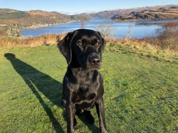 millypod1's tweet photo. 🆘BAXTER #Lost #ScanMe
Labrador Retriever Male
On Kyles of Bute Golf Course #Kames #Argyll #Scotland #PA21 disappeared behind a hill near the 9th tee on the golf course. When whistled, only the older dog came back.
SIGHTINGS PLZ ☎️07710014762/ 07769712174
https://t.co/51XhzNRId9 https://t.co/3yrFtLaWjd