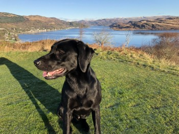 millypod1's tweet photo. 🆘BAXTER #Lost #ScanMe
Labrador Retriever Male
On Kyles of Bute Golf Course #Kames #Argyll #Scotland #PA21 disappeared behind a hill near the 9th tee on the golf course. When whistled, only the older dog came back.
SIGHTINGS PLZ ☎️07710014762/ 07769712174
https://t.co/51XhzNRId9 https://t.co/3yrFtLaWjd