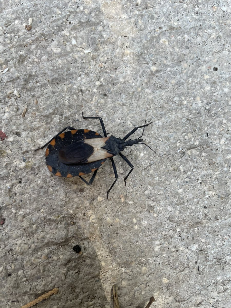 Hola <a href="/BichoDatos/">Bichodatos</a> !! Encontré esta chinche en Morelos. Es de las que portan chagas?? Todas lo portan??? 😱