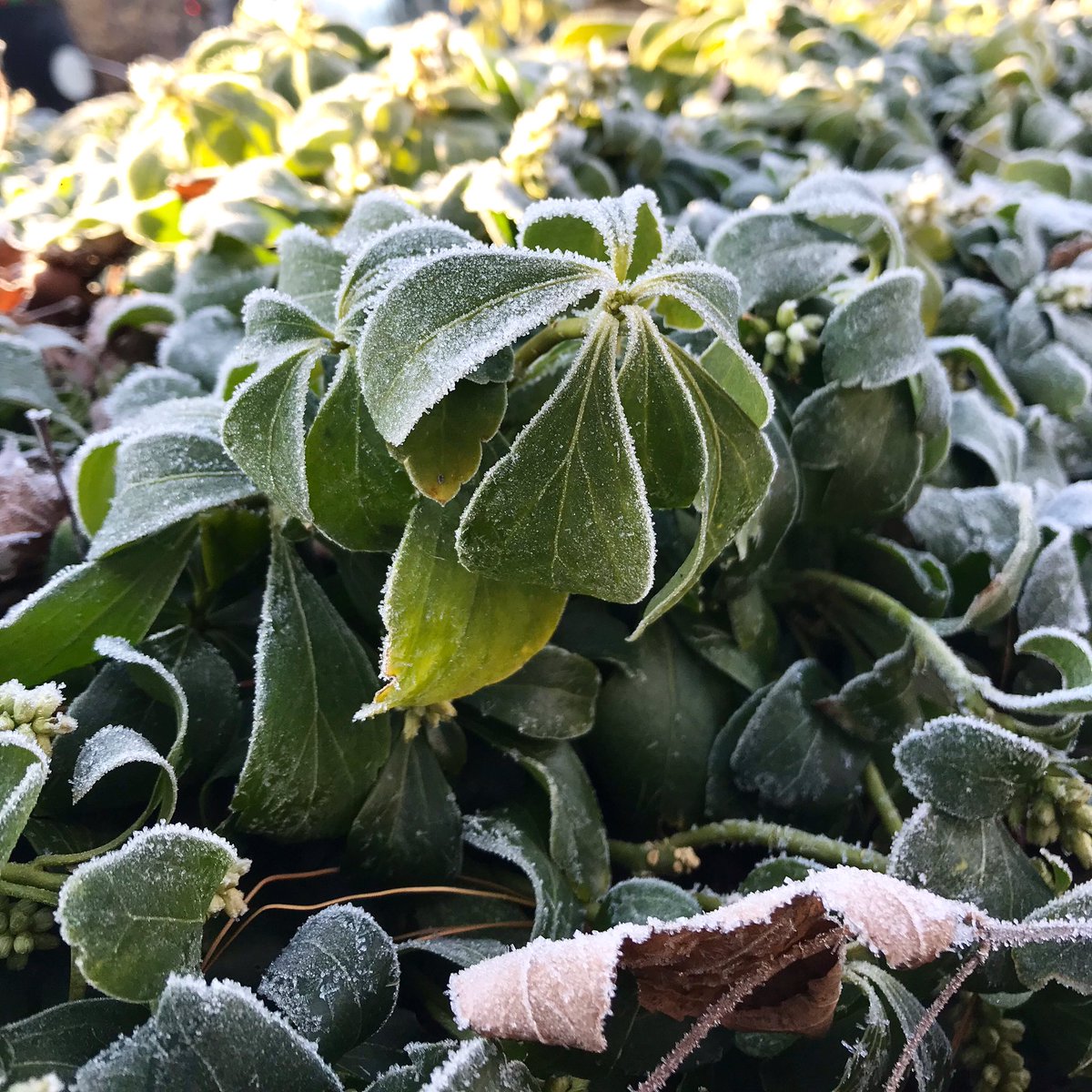 kingbird_land's tweet photo. Check out today’s frost! It also serves as a reminder to keep leaves in your plant beds, and not clean everything up too tidily. Leaves are essential for insects, eggs, and animals to survive the winter!
#NaturePhotography #photooftheday #photo #winter https://t.co/CvDOTGZuDr