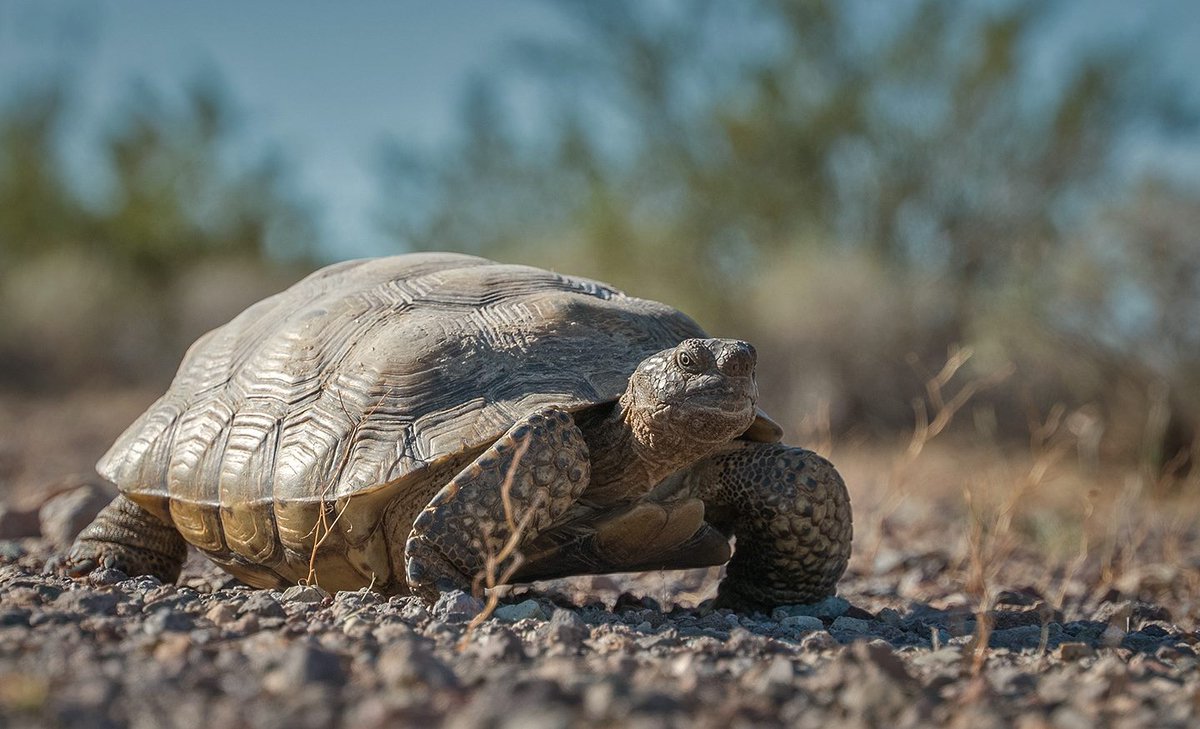 Archived: USFWS Pacific Southwest Region tweet media