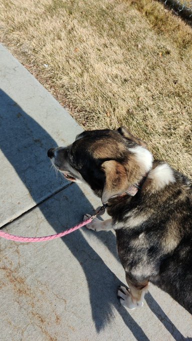 Just finishing up our morning exercise on our way back now then we'll be streaming soon https://t.co<a href="/tag/manyvids"class="tags"><span>#manyvids</span></a>