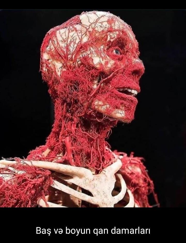 Amid İsmayılov (@amid_lov) on Twitter photo 