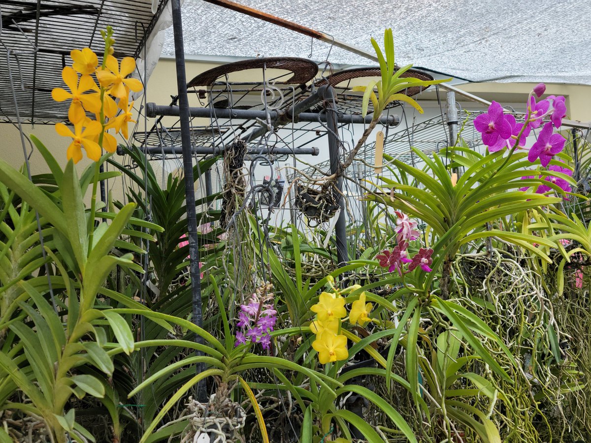 ConnieYurkus's tweet photo. Meanwhile; at the greenhouse. I cannot get to the plant in the first picture. It's the only plant that looks buggy. Meanwhile every single other plant is happy as a seagull with a french fry. I'm just gonna sit here and stare at the second picture. #OrchidIssues #Vanda #flowers https://t.co/ayNbj9cHH7