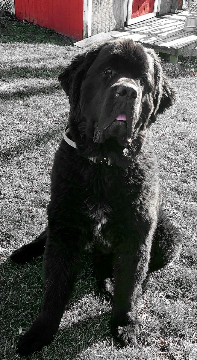 yellowlablover's tweet photo. #tot from NIKOLAI
NICK
#newfie #newfoundland #newfy #newf #newfs #noofy #newffun #newfsofinstagram
#newfsdaily #newfstagram #newfsofinsta #fromrussiawithlove #newfiesofinstagram #dog #tongueouttuwsday https://t.co/VzeJ2w6VMk