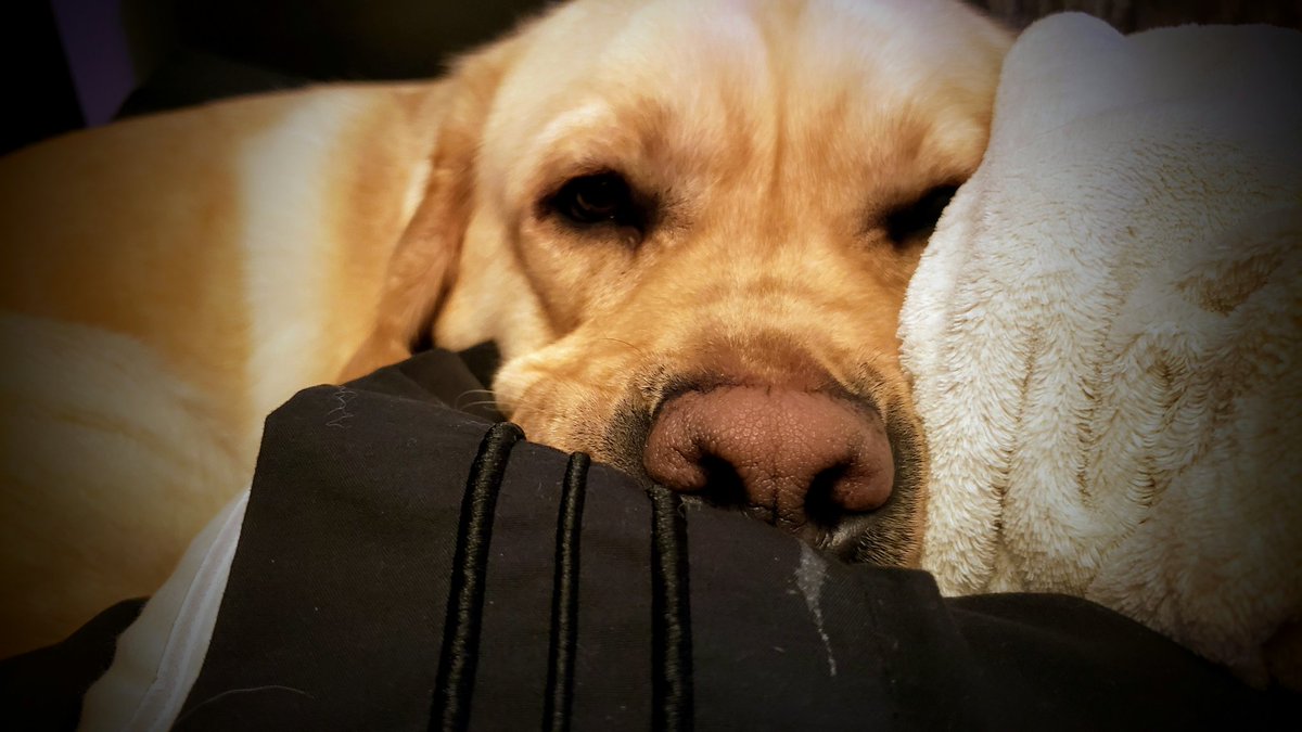 yellowlablover's tweet photo. The #snuggle is real
Dublin
#labsofinstagram
#lab #labradorretriever #labrador #yellowlab #labradorsofinstagram #doggo #labmodel #yellowlabsofinstagram #doggie #labsofinsta #labs #labsoftheday #labs_of_insta #dailylab #dogoftheday #yellowlabsquad https://t.co/9h8V1tjRhS