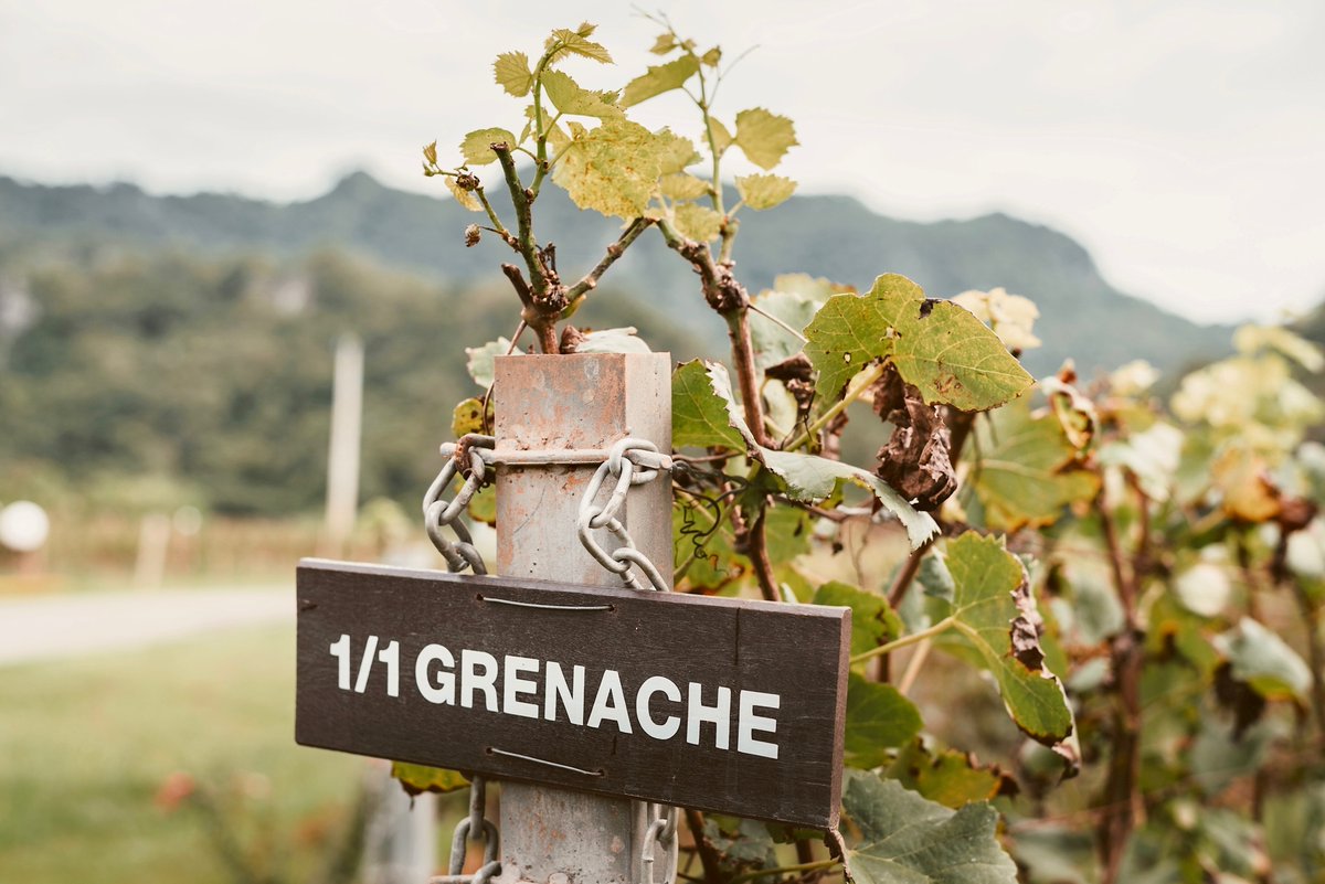 BenchmarkWine's tweet photo. Did you know that we're donating 10% of all Grenache sales to the Take Charge Foundation?
Learn more here: https://t.co/a3qG7Gm5VK
.
.
.
.
#BWG #BenchmarkWineGroup #napavalley #napawine #napa #itsfromnapa #RaidYourCellar #wineaddict #sommelierlife #cheers #sommelier https://t.co/iWXf871p7L