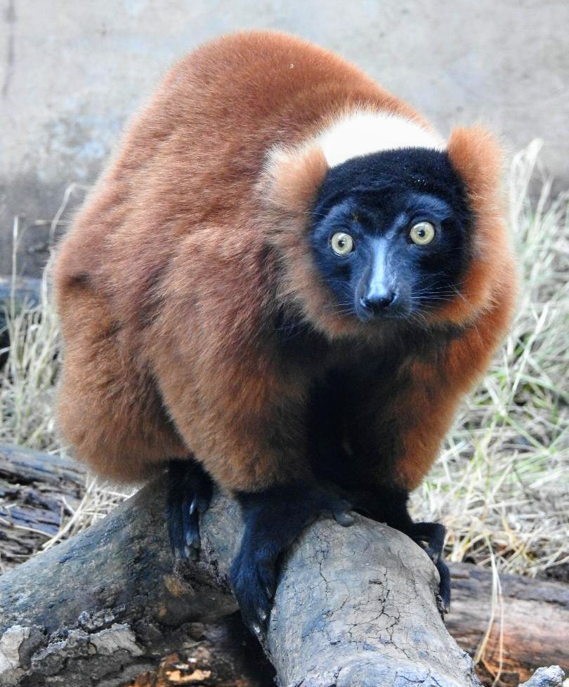 HHPZoo's tweet photo. Our conservation work continues! Please welcome Ally to the Happy Hollow family. Ally is 3 years old and came to us with a breeding recommendation through the Red Ruffed Lemur Species Survival Plan program.  ❤️📷 Zookeeper Elena B. #ClosedButStillCaring #ConservationContinues https://t.co/aaHm4PdLnF