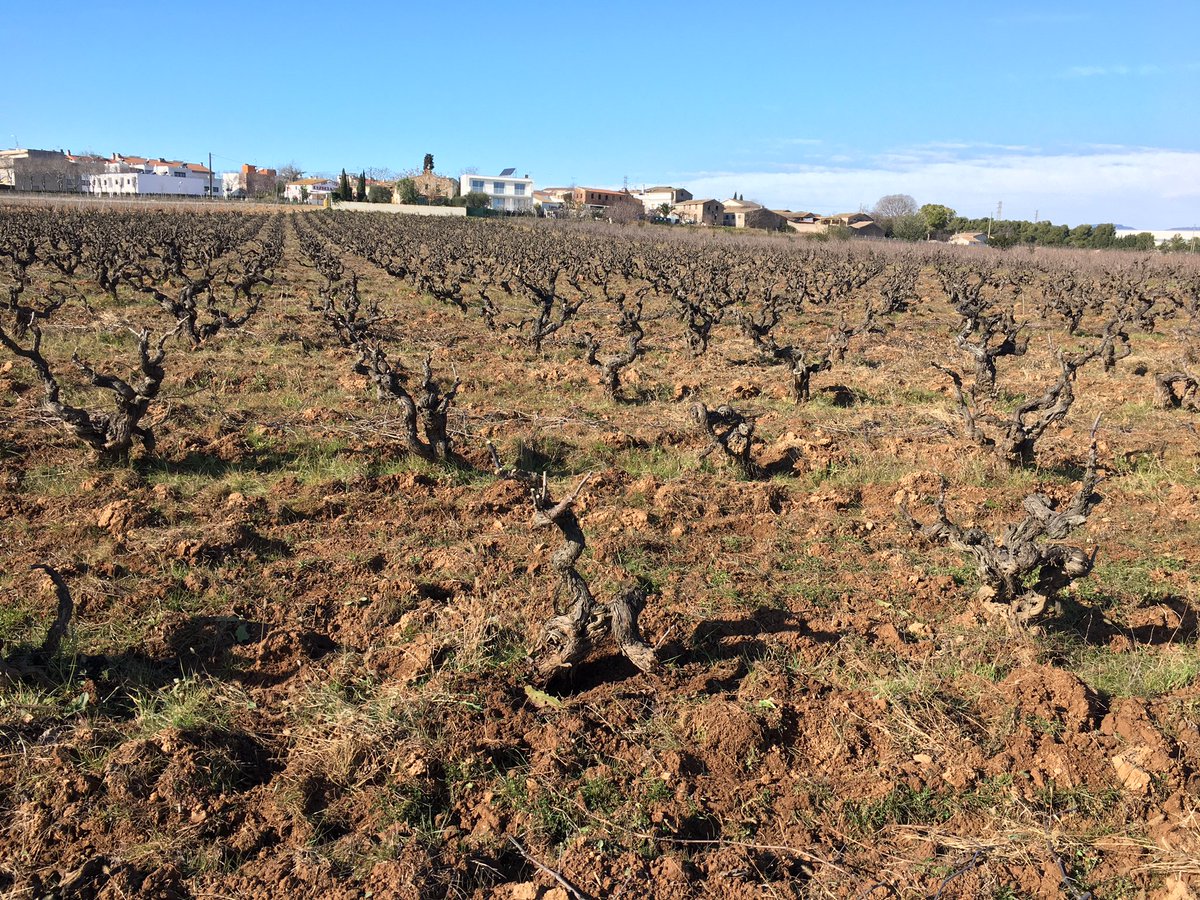 Avui hem acabat finalment la poda de la vinya de #CalTusac , aquest any ho hem avançat per poder aplicar compost.

#Poda
#Pruning
#Xarello
#NaturalWines
#VinsNaturals
#OrganicWineyards
#AgriculturaEcològica
#StaMargarida
#Vilafranca