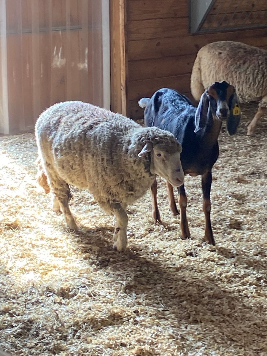 EssexNorthShore's tweet photo. Farm life is the best! #feelinglucky #AgEdu #ENSFarm #CareerTechEd #HawkTalk #CreateEncouragePromoteDevelop #ENSATS https://t.co/2qaGqZqQvy