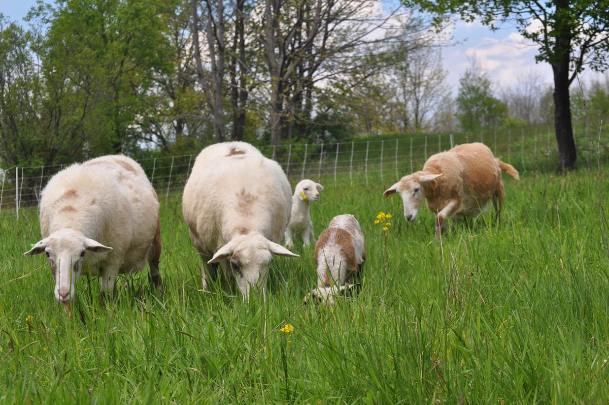 Regagroforestry's tweet photo. Episode #13 is out! We dive into sheep silvopasture systems with Steve Gabriel, Author of the books 'Silvopasture' and 'Farming The woods'. 

LINK HERE: https://t.co/9RT4NMVYuc

#agroforestry #regenerativeagriculture #silvopasture #agroecology https://t.co/zpqXM1omf3