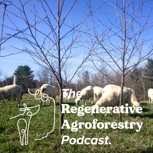 Regagroforestry's tweet photo. Episode #13 is out! We dive into sheep silvopasture systems with Steve Gabriel, Author of the books 'Silvopasture' and 'Farming The woods'. 

LINK HERE: https://t.co/9RT4NMVYuc

#agroforestry #regenerativeagriculture #silvopasture #agroecology https://t.co/zpqXM1omf3