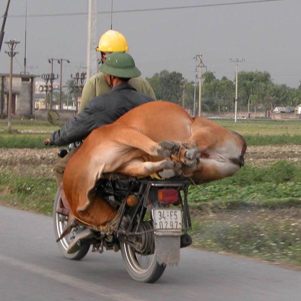AnimalsInnocent's tweet image. Vietnam 🇻🇳,
In Vietnam this is a very common way to transport live animals on motorcycles.
Horrible and disgusting way to treat animals 😔💔

“Men are the devils of the earth, and the animals are the tormented souls.”

#HumansSuck
#SickBastards