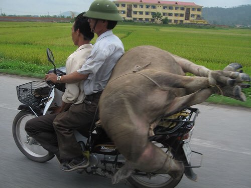 AnimalsInnocent's tweet image. Vietnam 🇻🇳,
In Vietnam this is a very common way to transport live animals on motorcycles.
Horrible and disgusting way to treat animals 😔💔

“Men are the devils of the earth, and the animals are the tormented souls.”

#HumansSuck
#SickBastards