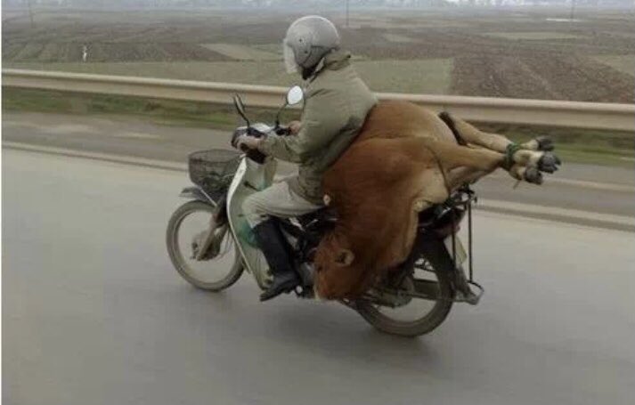 AnimalsInnocent's tweet image. Vietnam 🇻🇳,
In Vietnam this is a very common way to transport live animals on motorcycles.
Horrible and disgusting way to treat animals 😔💔

“Men are the devils of the earth, and the animals are the tormented souls.”

#HumansSuck
#SickBastards