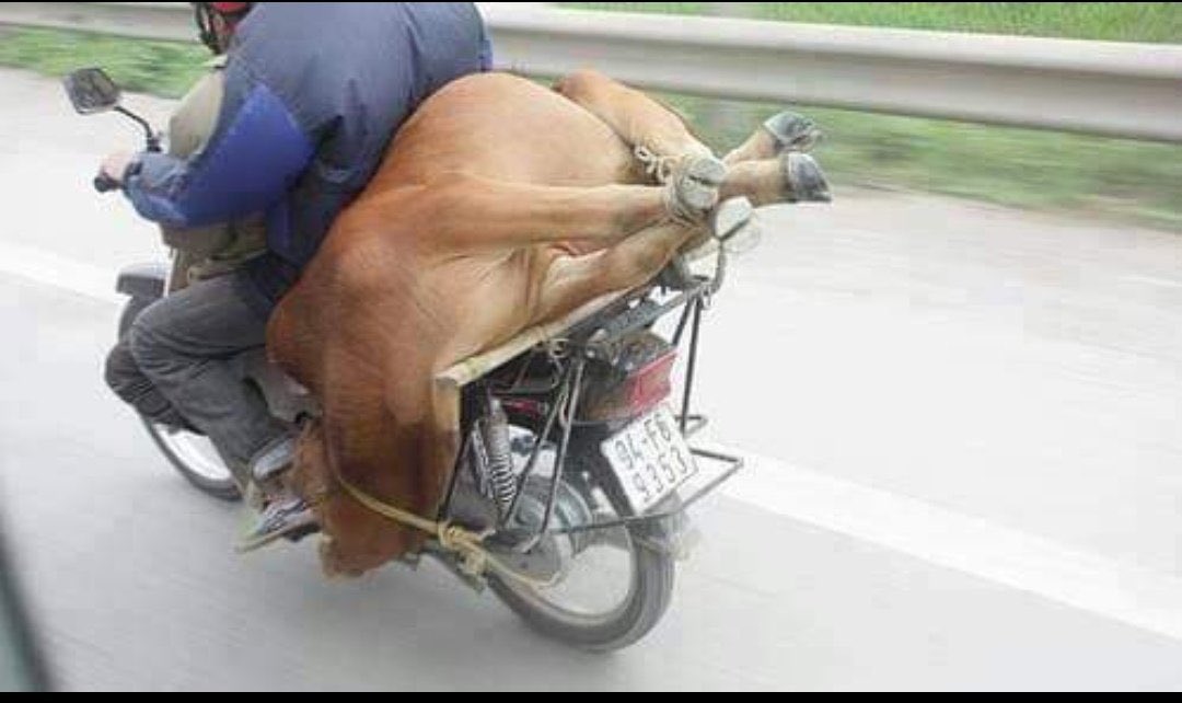 AnimalsInnocent's tweet image. Vietnam 🇻🇳,
In Vietnam this is a very common way to transport live animals on motorcycles.
Horrible and disgusting way to treat animals 😔💔

“Men are the devils of the earth, and the animals are the tormented souls.”

#HumansSuck
#SickBastards
