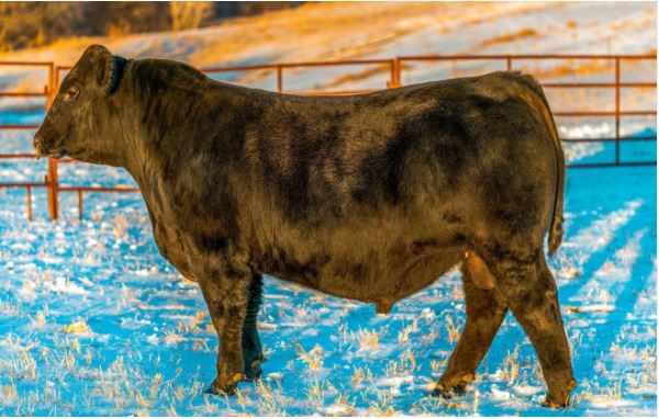 Well, well, well....look who's making a splash in #FeedEfficiency from <a href="/ByergoAngus/">Byergo Angus</a>. Meet #SmartFeed 9470  👀👀👀