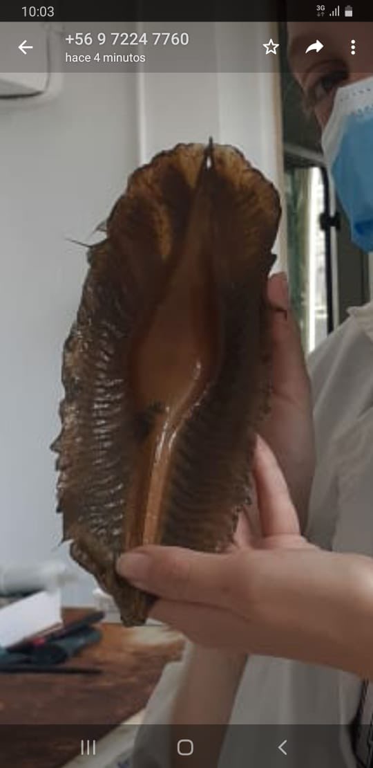 chondrolab's tweet photo. What a great way to start a project on #ghostsharks! We got this today in the morning from our fisher friends! https://t.co/pQ03q5T5oj