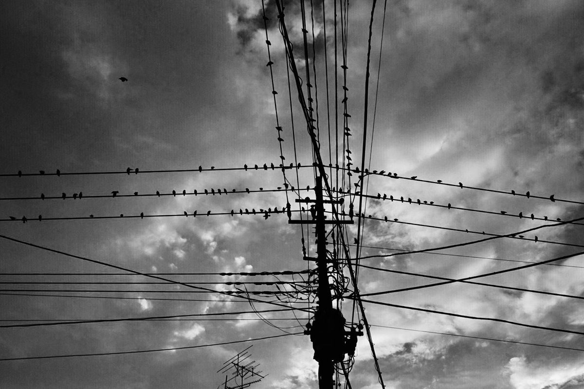 ・
ｂｉｒｄ
・
・
#bird #cloud #electricwire 
#blackandwhite #monochrome