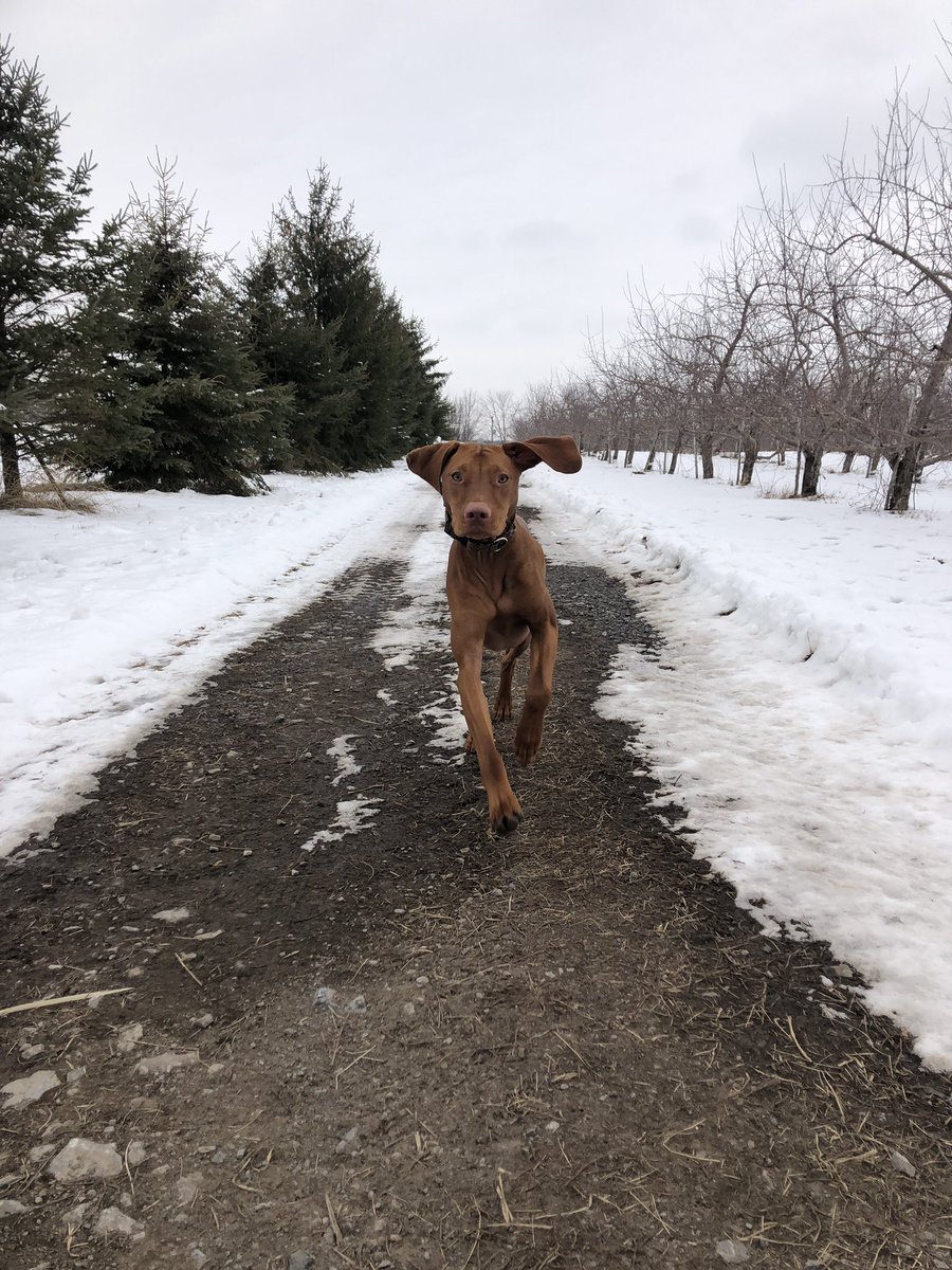 Mrs. Johnson (@maddyoskamp) on Twitter photo Fresh air is the best medicine <a href="/YourMorning/">CTV Your Morning</a> <a href="/KelseyMcEwen/">Kelsey McEwen</a> <a href="/CampbellsOrchar/">Campbell's Orchards</a> #anotherpictureofarchie Fresh air is the best medicine <a href="/YourMorning/">CTV Your Morning</a> <a href="/KelseyMcEwen/">Kelsey McEwen</a> <a href="/CampbellsOrchar/">Campbell's Orchards</a> #anotherpictureofarchie