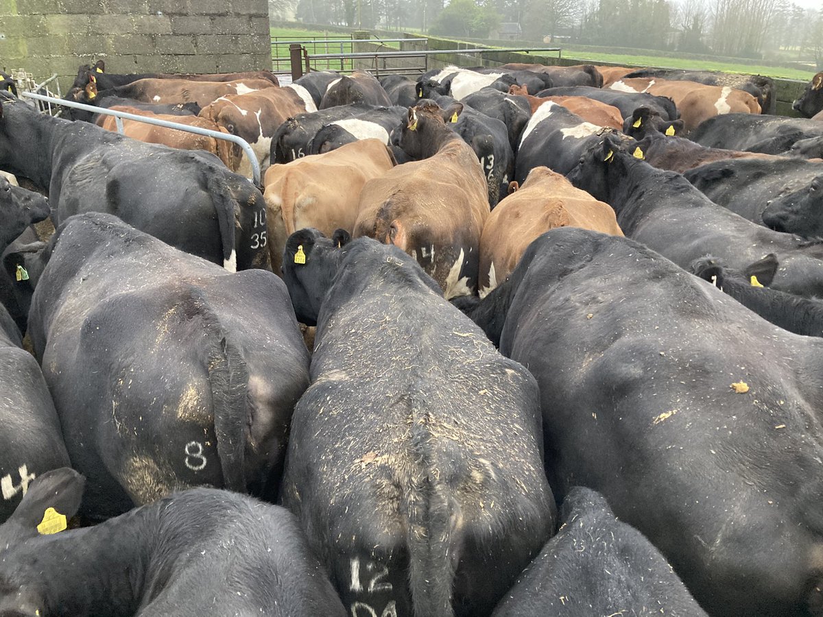 Catherine tweet media