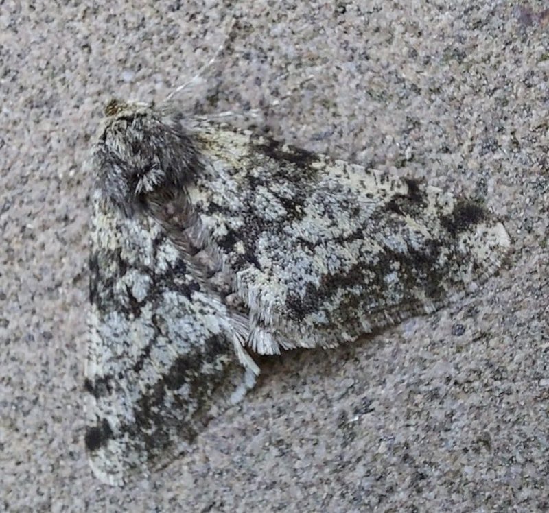 This nicely-marked Pale Brindled Beauty moth was photographed by a sharp-eyed YGS volunteer in Yorkhill today!🦋 
Surprisingly an active bat was also reported in Yorkhill, near the River Kelvin yesterday! 🌳🦇❄️ #WinterWildlife #biodiversity