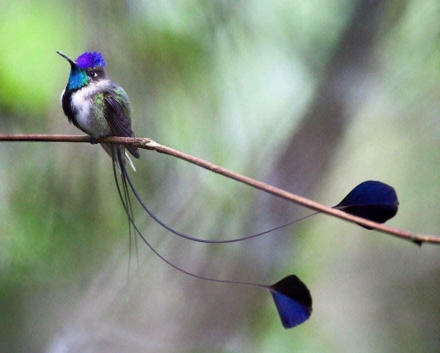 DID YOU KNOW??

The beauty of the spatula-tailed hummingbird...

This endemic bird of the Utcubamba River, in Peru, can measure up to 15cm. https://t.co/IDYBUyvRJ8