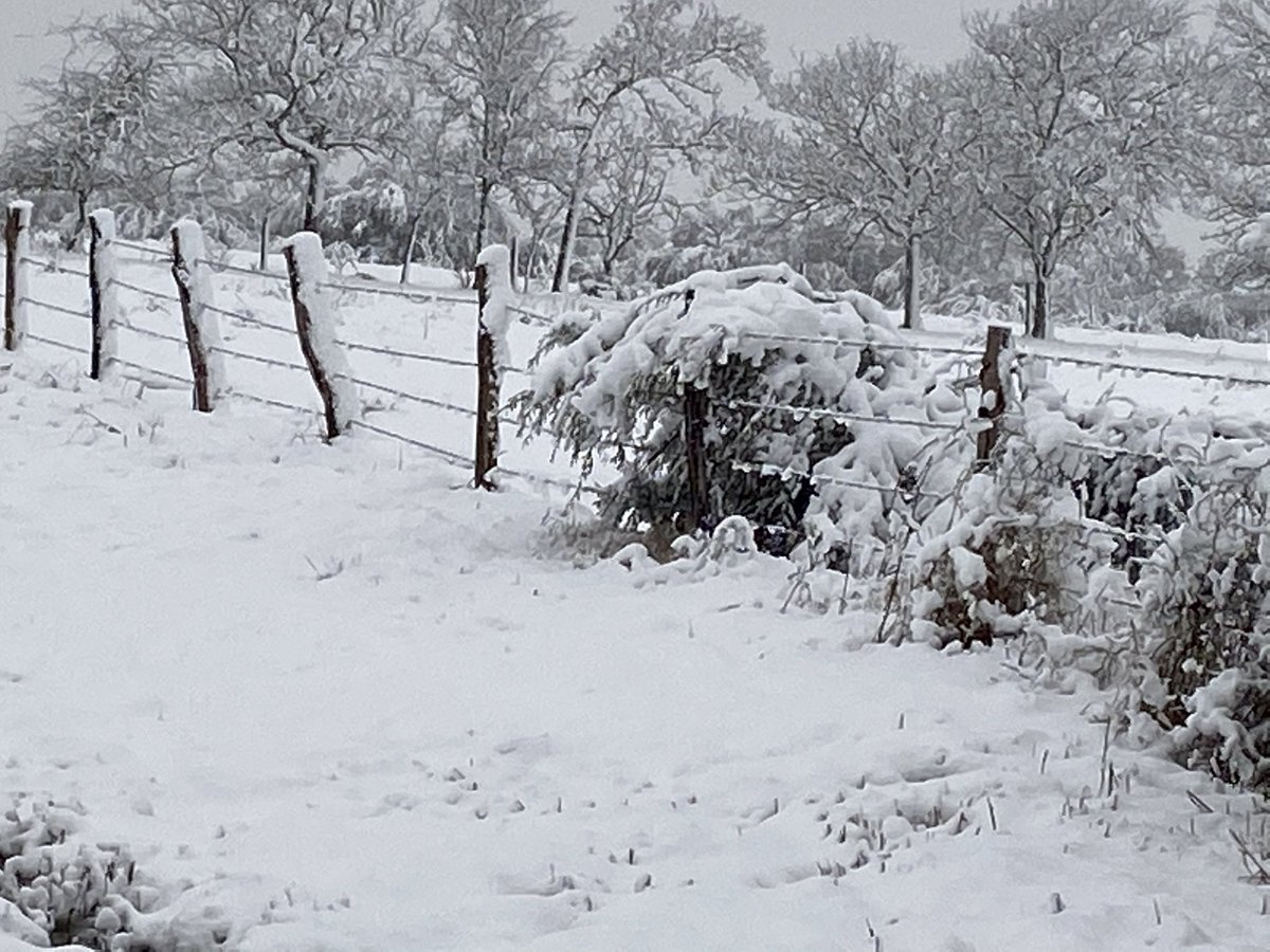 andi_lissner's tweet photo. Snow surprised us! https://t.co/l1njjD3FGw