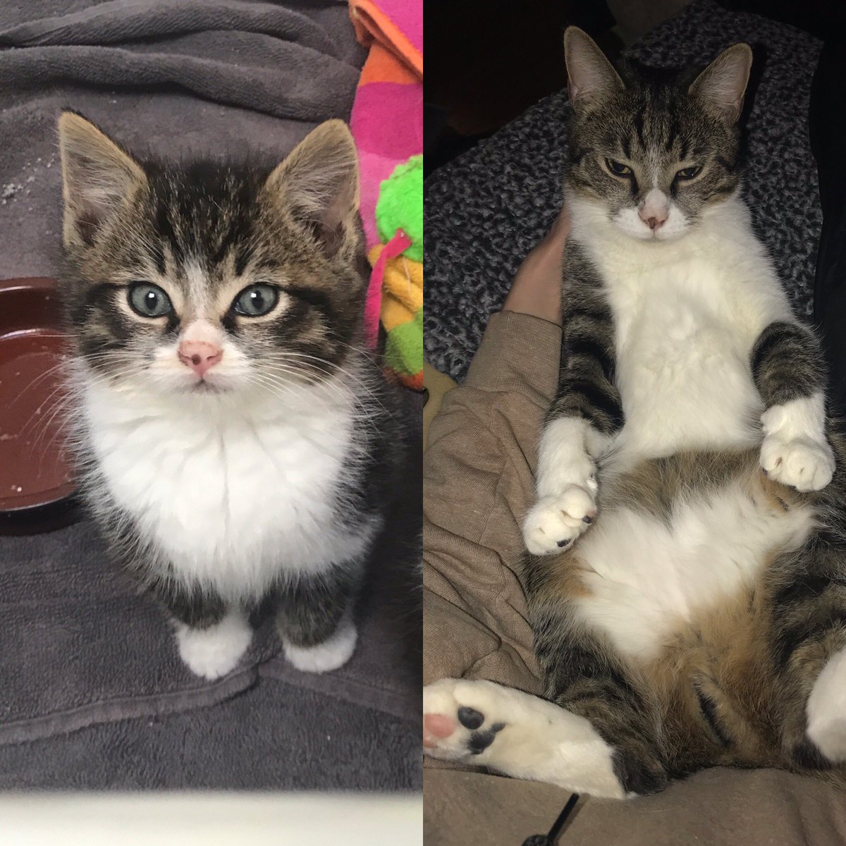 mackpurry's tweet photo. Everyone look. You can’t tell but he is barely over 1lb in the first pic and steadily approaching 15lbs in the second. #tonsilsthecat #damnhethicc https://t.co/XLjizajQa1
