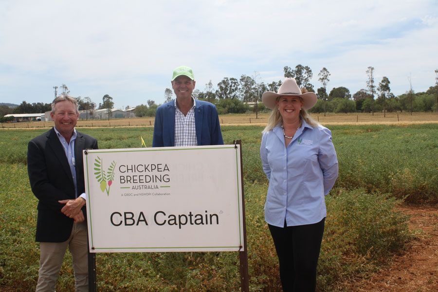 Currently, the two main areas of #chickpea production are northern NSW and southern QLD. <a href="/theGRDC/">GRDC</a> says it’s committed to breeding high and stable yielding varieties for a range of environments in its new program 👉 bit.ly/38jbuZG 📸 The GRDC