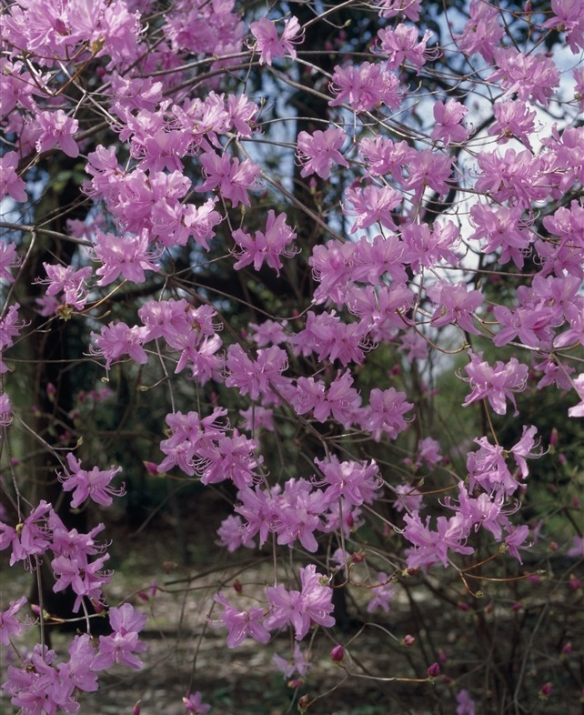 تويتر タネのタキイ通販 公式 على تويتر 今日の誕生花 ５月１日は ミツバツツジ です 花言葉 節制 平和 自制心 誕生花 花言葉 ミツバツツジ T Co U5en0fv8ao