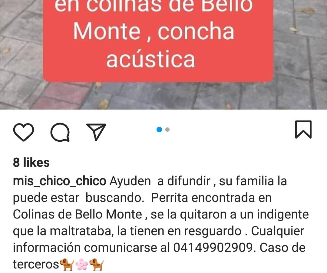 PerroUsuario's tweet photo. Perrita #EXTRAVIADA Colinas de Bello Monte. Por favor difundir. Es posible que su familia la esté buscando https://t.co/CW7uCdjH2R