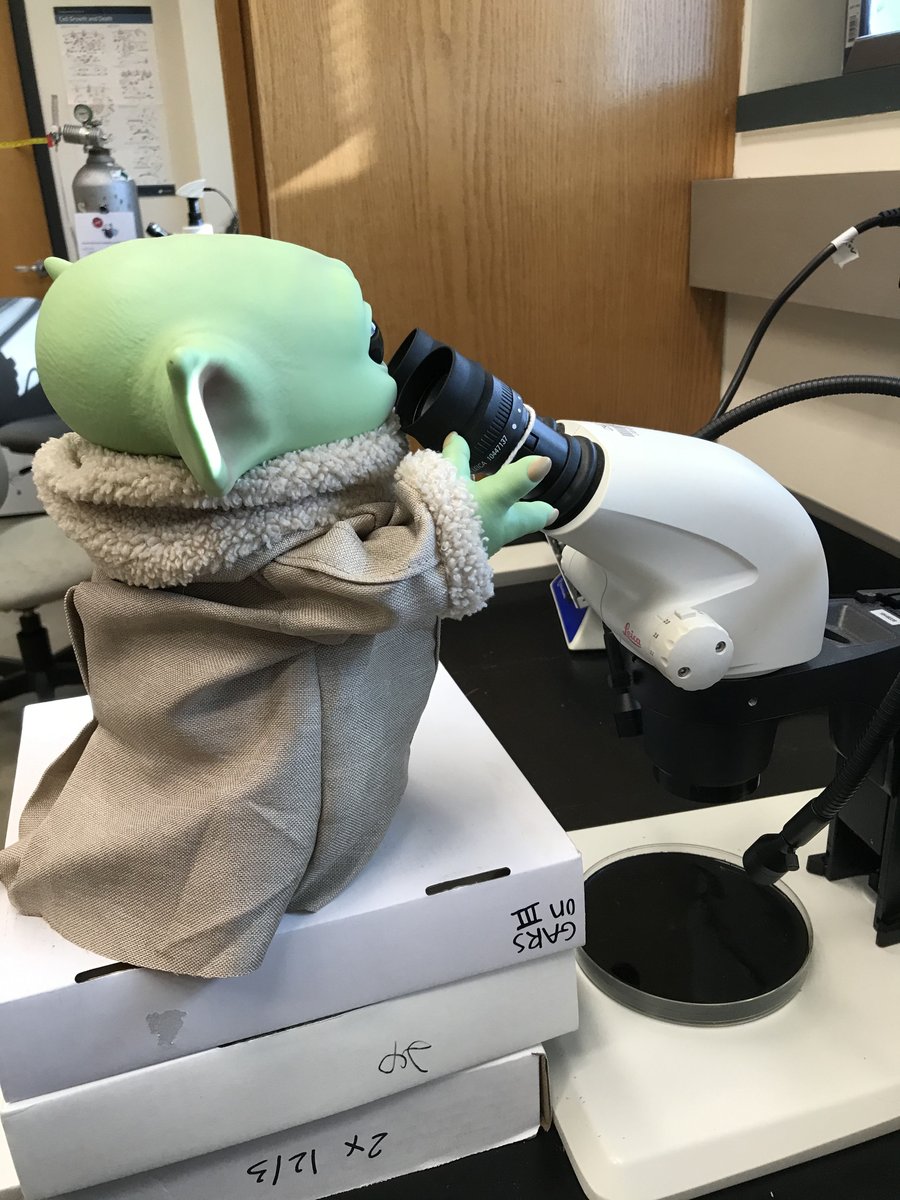 Alysia Vrailas-Mortimer tweet media