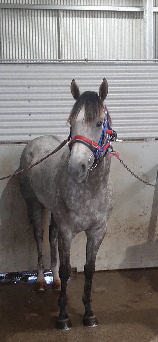 RobFrase85's tweet photo. This good looking bloke is hoping to knock off his maiden today at Strath in R3. A little peachy from Gatty will help and hopefully we are saluting! #silveronred https://t.co/o3b1xFD5k3